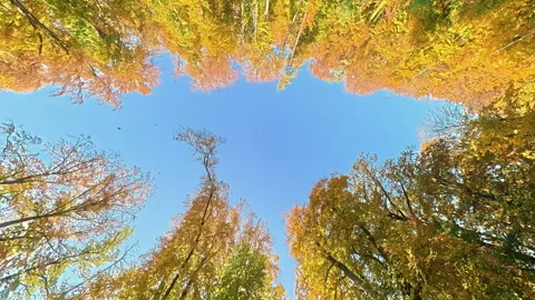 Unique upward view through the circular frame of golden autumn forest trees Video stock 320358020