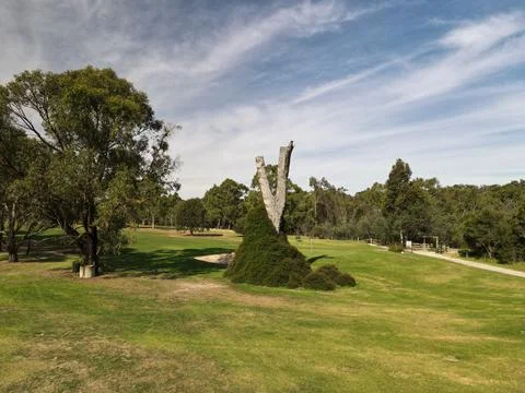 Unique V-shaped tree trunk on a scenic golf course Foto stock