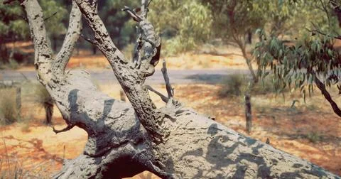 Unique view of a camouflaged lizard resting on a fallen tree in the bush Stock Illustration
