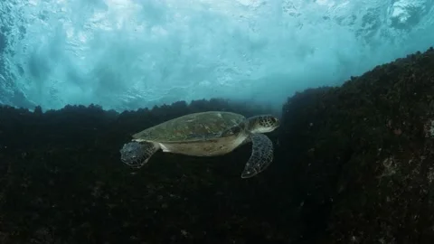 A unique view of crashing  waves above a sea turtle as it floats in the Stock Footage 169883731