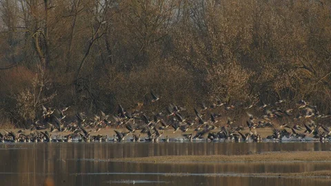 Unique view of Eurasian Elk moose walking into flock of geese flushing them Video stock 121934175