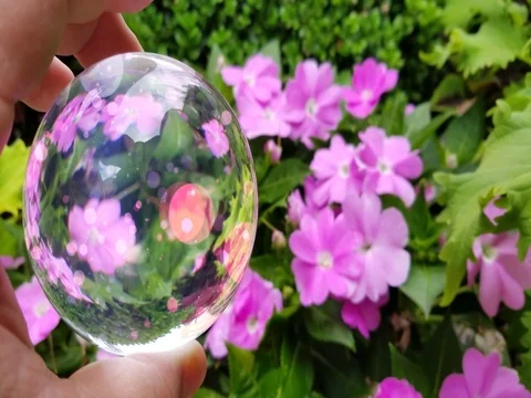 A unique view of flowers through a sphere with continuous loop Stock Footage 98908083