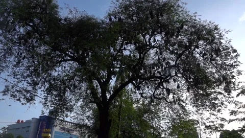 A unique view of a group of bats in the trees, Soppeng, South Sulawesi Stock Footage 241216115