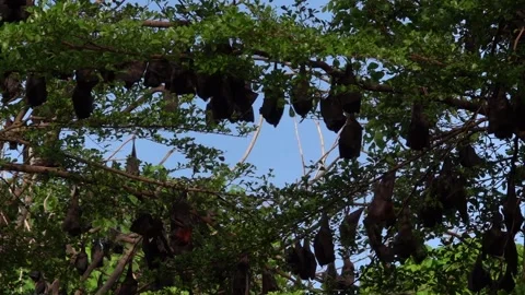 A unique view of a group of bats in the trees, Soppeng, South Sulawesi Stock Footage 241216173