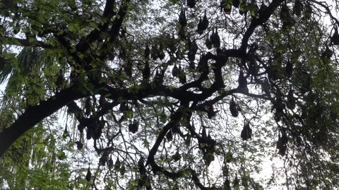 A unique view of a group of bats in the trees, Soppeng, South Sulawesi Stock Footage 241216223