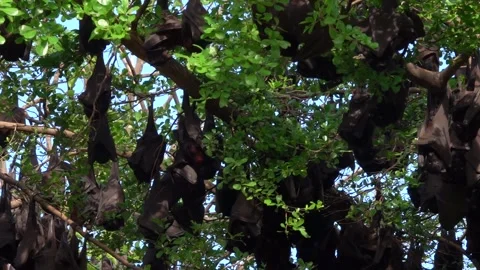 A unique view of a group of bats in the trees, Soppeng, South Sulawesi Stock Footage 241216279