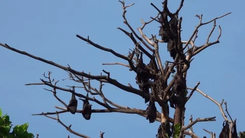A unique view of a group of bats in the trees, Soppeng, South Sulawesi Stock Footage 241226469