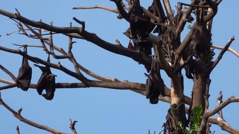 A unique view of a group of bats in the trees, Soppeng, South Sulawesi Stock Footage 241227238