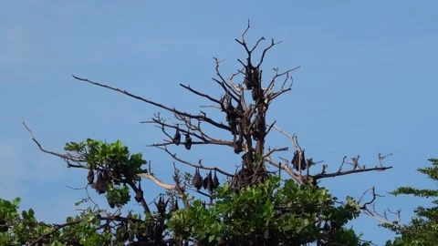 A unique view of a group of bats in the trees, Soppeng, South Sulawesi Stock Footage 241227854