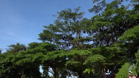 A unique view of a group of bats in the trees, Soppeng, South Sulawesi Stock Footage 241227942