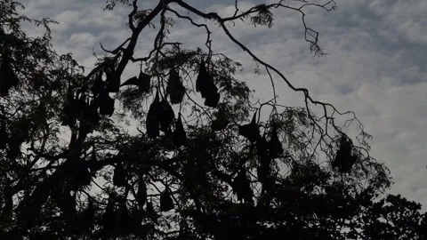 A unique view of a group of bats in the trees, Soppeng, South Sulawesi Stock Footage 241228559