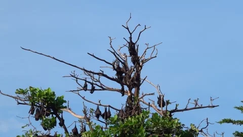 A unique view of a group of bats in the trees, Soppeng, South Sulawesi Stock Footage 241228607