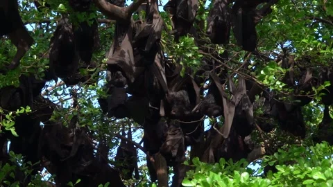 A unique view of a group of bats in the trees, Soppeng, South Sulawesi Stock Footage 241228648