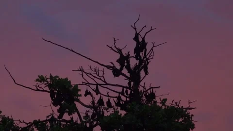 A unique view of a group of bats in the trees, Soppeng, South Sulawesi Stock Footage 241230178