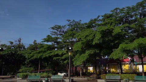 A unique view of a group of bats in the trees, Soppeng, South Sulawesi Stock Footage 241230515