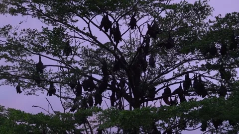 A unique view of a group of bats in the trees, Soppeng, South Sulawesi Stock Footage 241230582