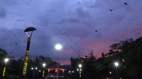 A unique view of a group of bats in the trees, Soppeng, South Sulawesi Stock Footage 241230797