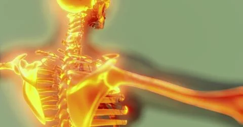 Unique view of human skeleton anatomy in detail Illustrazione stock