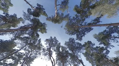 Unique view of pine forest as we ascend straight up towards blue sky Stock Footage 118251866