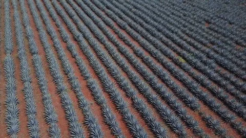 Unique View of Rows of Agave Plants in Field 4k Aerial Drone Tequila Mexico Stock-Footage 99608249