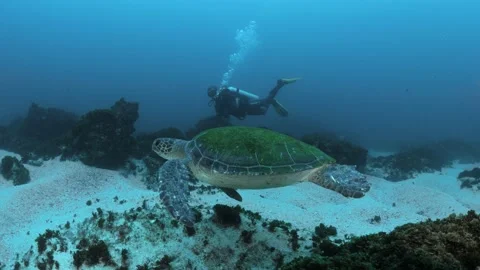 Unique view of a scuba diver and Green Sea Turtle turtle swimming together Stock Footage 169883791