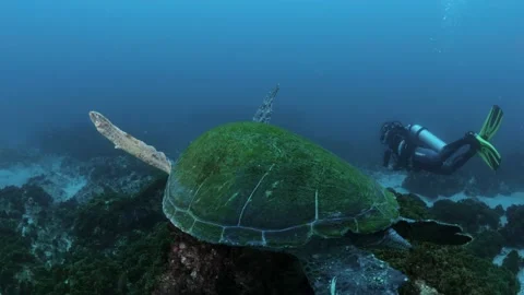 A unique view of a Sea Turtle following a scuba diver as he swims through Stock Footage 169883390