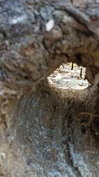 A unique view through a hollow log, showcasing vibrant fallen autumn leaves o Stock Photos