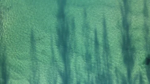 Unique view of trees casting silhouette shadows over smooth rippling ocean Stock Footage 246870803