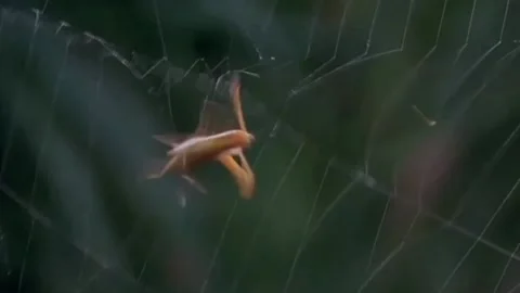 Unique way spider wraps Stock Footage 205981621