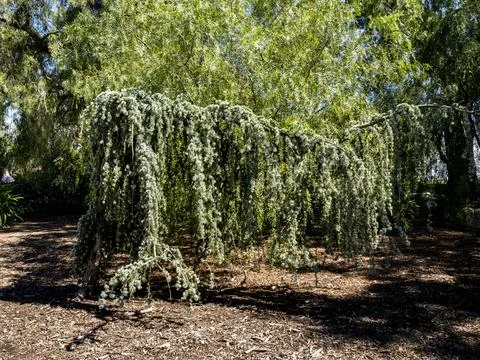 Unique weeping tree with cascading foliage in lush garden setting Fotos de archivo