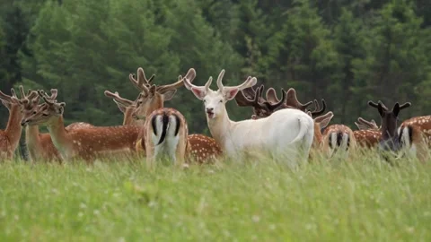 Unique white albino fallow deer standing in a herd Vídeo Stock 338237219