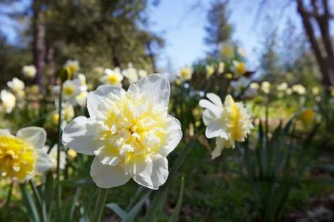 Unique white daffodils Stock Photos