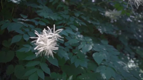 Unique white flower that looks like exploding fireworks or sea urchin among Stock Footage 92333187