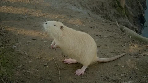 Unique white nutria explores a natural habitat near a riverbank Stock Footage 302487774