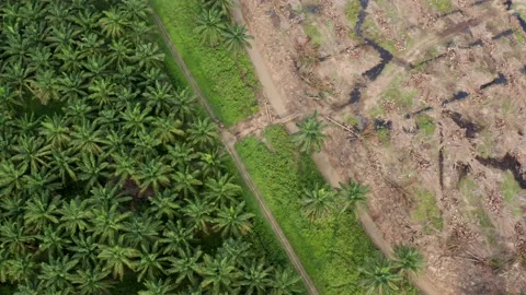A unique wide angle aerial top shot of elephant walking alone along a 스톡 동영상 165375318