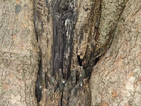 Unique wood surface pattern with aesthetic abstract motifs Foto stock