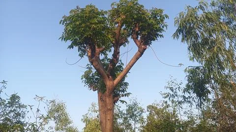 Unique Y Shaped Tall Tree in Countryside Under Clear Blue Sky Stock-Fotos