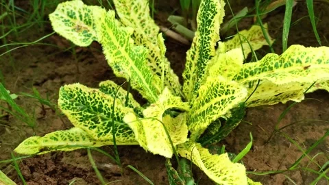 Unique Yellow and Green Patterned Leaf Plant Growing in Soil Stock Footage 341205051