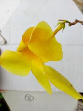 Unique yellow flower 스톡 사진