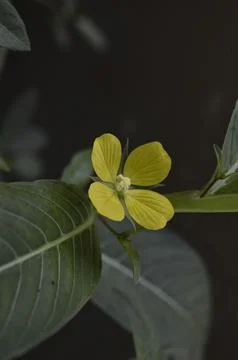 Unique yellow flower Stock Photos