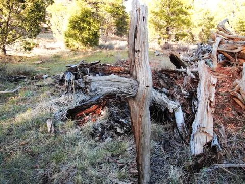 Uniquely Cedar Tree Branches Creating a Natural Cross Stock Photos