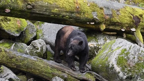 A uniquely colored black bear standing on a moss covered log Stock Footage 97799053