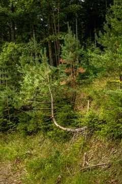 A uniquely curved forest pine. Stock Photos