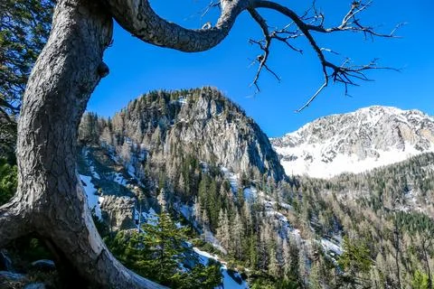 Uniquely formed tree trunk with panoramic view of snow capped Kosmatitza in.. Stock Photos