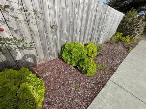 Uniquely patterned green plant growing in tan bark near wooden fence Stock Photos