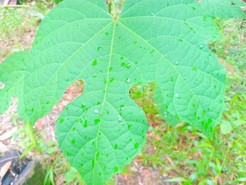 Uniquely shaped leaves Stock Photos