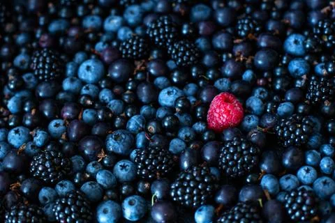 Uniqueness concept. Not like the others. Red raspberry in a heap mix of black Stock Photos