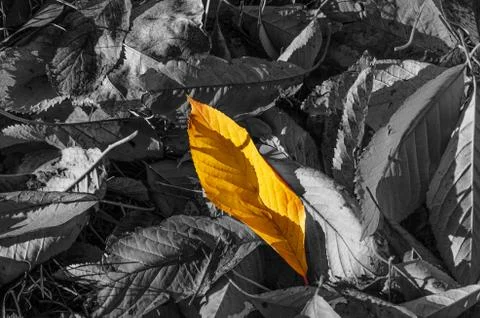 Uniqueness, difference, individuality and standing out from the crowd concept Stock Photos