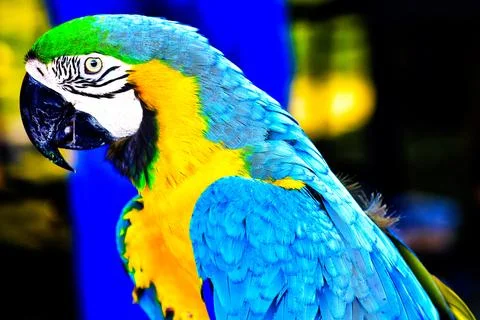 The uniqueness of macaws includes high-level intelligence Fotos de archivo