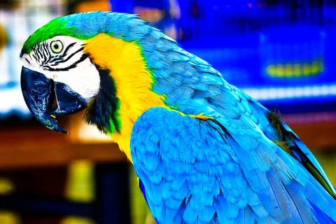 The uniqueness of macaws includes high-level intelligence Stock Photos